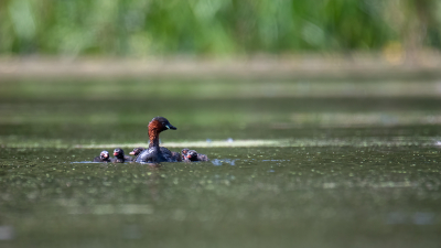 <i class='fa fa-user'></i> kevinhollmann |   Dodaars  <i class='fa fa-eye'> 122</i>   <i class='fa fa-comment-o'> 21</i>