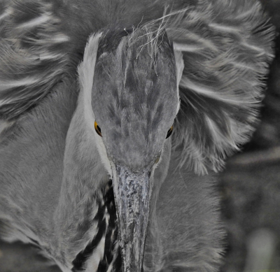 <i class='fa fa-user'></i> sieb |   Blauwe Reiger  <i class='fa fa-eye'> 351</i>  <i class='fa fa-thumbs-up'> 16</i>   <i class='fa fa-comment-o'> 12</i>