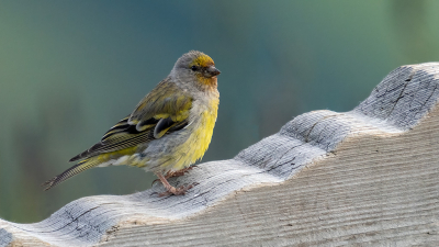 <i class='fa fa-user'></i> Theo Jacobs |   Citroensijs  <i class='fa fa-eye'> 229</i>   <i class='fa fa-comment-o'> 3</i>