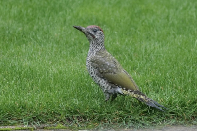 Deze jonge groene specht zat gisteravond op ons grasveld, op zoek naar mieren.