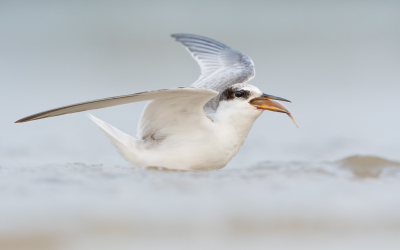 <i class='fa fa-user'></i> Hans Overduin |   Dwergstern  <i class='fa fa-eye'> 291</i>  <i class='fa fa-thumbs-up'> 17</i>   <i class='fa fa-comment-o'> 11</i>