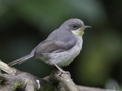 <i class='fa fa-user'></i> Paul van Giersbergen |   Grijze Apalis  <i class='fa fa-eye'> 149</i>  <i class='fa fa-thumbs-up'> 3</i>   <i class='fa fa-comment-o'> 1</i>