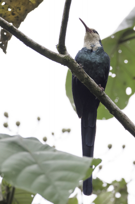 <i class='fa fa-user'></i> Paul van Giersbergen |   Witkopkakelaar  <i class='fa fa-eye'> 127</i>   <i class='fa fa-comment-o'> 0</i>