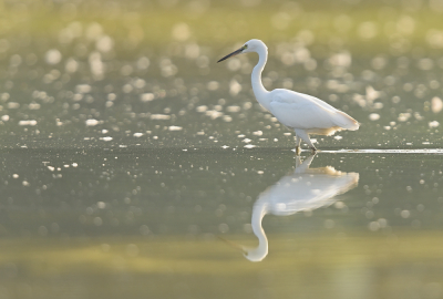 <i class='fa fa-user'></i> Johan G |   Kleine Zilverreiger  <i class='fa fa-eye'> 190</i>  <i class='fa fa-thumbs-up'> 6</i>   <i class='fa fa-comment-o'> 5</i>