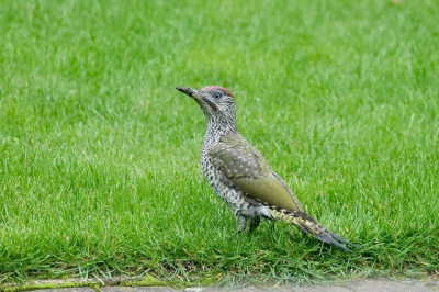 Deze jonge groene specht zat in het begin van de avond in onze achtertuin. Opname vanuit het huis.