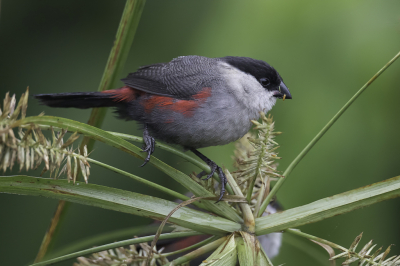 <i class='fa fa-user'></i> Paul van Giersbergen |   Kandts Astrild  <i class='fa fa-eye'> 173</i>  <i class='fa fa-thumbs-up'> 6</i>   <i class='fa fa-comment-o'> 3</i>
