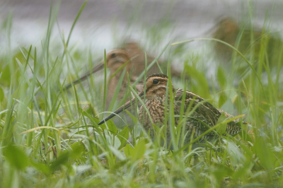 <i class='fa fa-user'></i> corvanspijk |   Watersnip  <i class='fa fa-eye'> 190</i>  <i class='fa fa-thumbs-up'> 7</i>   <i class='fa fa-comment-o'> 7</i>