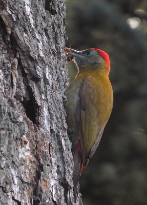 <i class='fa fa-user'></i> sieb |   Olijfspecht  <i class='fa fa-eye'> 238</i>   <i class='fa fa-comment-o'> 7</i>