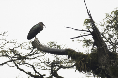 <i class='fa fa-user'></i> Paul van Giersbergen |   Olijfgroene Ibis  <i class='fa fa-eye'> 153</i>  <i class='fa fa-thumbs-up'> 1</i>   <i class='fa fa-comment-o'> 0</i>