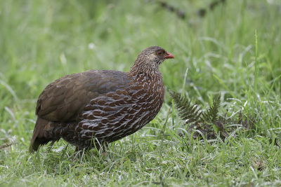 <i class='fa fa-user'></i> Paul van Giersbergen |   Jacksons Frankolijn  <i class='fa fa-eye'> 147</i>   <i class='fa fa-comment-o'> 1</i>
