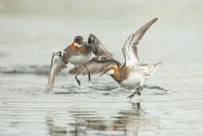 <i class='fa fa-user'></i> anevanrees |   Grauwe Franjepoot  <i class='fa fa-eye'> 411</i>  <i class='fa fa-thumbs-up'> 8</i>   <i class='fa fa-comment-o'> 11</i>