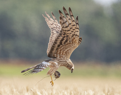 <i class='fa fa-user'></i> Jan P |   Grauwe Kiekendief  <i class='fa fa-eye'> 420</i>  <i class='fa fa-thumbs-up'> 15</i>   <i class='fa fa-comment-o'> 11</i>