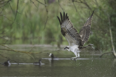 <i class='fa fa-user'></i> Rene Sluimer |   Visarend  <i class='fa fa-eye'> 436</i>  <i class='fa fa-thumbs-up'> 17</i>   <i class='fa fa-comment-o'> 9</i>