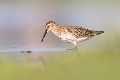 <i class='fa fa-user'></i> Katoo |   Bonte Strandloper  <i class='fa fa-eye'> 211</i>  <i class='fa fa-thumbs-up'> 8</i>   <i class='fa fa-comment-o'> 10</i>