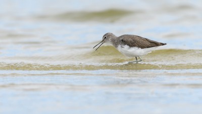 <i class='fa fa-user'></i> Wil Doorn-Meijne |   Witgat  <i class='fa fa-eye'> 205</i>  <i class='fa fa-thumbs-up'> 8</i>   <i class='fa fa-comment-o'> 6</i>