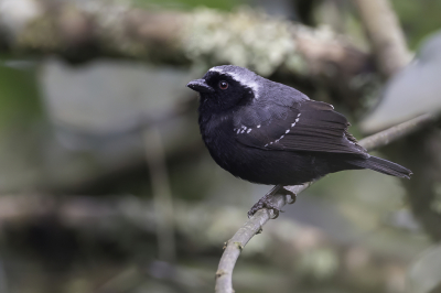 <i class='fa fa-user'></i> Paul van Giersbergen |   Grijskopnegervink  <i class='fa fa-eye'> 142</i>  <i class='fa fa-thumbs-up'> 1</i>   <i class='fa fa-comment-o'> 1</i>