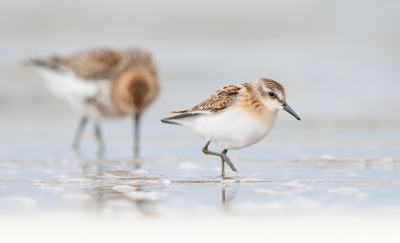 <i class='fa fa-user'></i> Hans Overduin |   Kleine Strandloper  <i class='fa fa-eye'> 320</i>  <i class='fa fa-thumbs-up'> 28</i>   <i class='fa fa-comment-o'> 15</i>