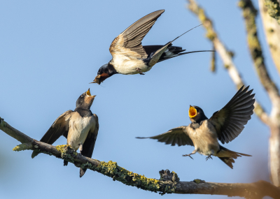 <i class='fa fa-user'></i> Katoo |   Boerenzwaluw  <i class='fa fa-eye'> 202</i>  <i class='fa fa-thumbs-up'> 13</i>   <i class='fa fa-comment-o'> 7</i>