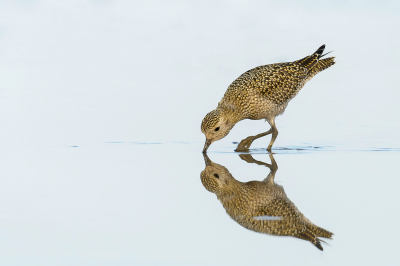 Voor de Hop een dagje Schiermonnikoog, zoals wel vaker gebeurd een dag te laat.
Maar niet getreurd. het was prachtig nazomerweer, volop van genoten.
Overdag bij hoogwater weinig vogels langs het wad, dit werd later op de dag toen het water ging zakken beter.
Grote groepen Goudplevieren vlogen rond met hun kenmerkend geluid.
Deze was niet echt schuw, eerst denk je dan is er iets mee, maar daar was niets van te merken. Blij mee.