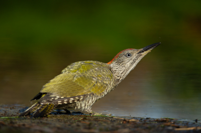 <i class='fa fa-user'></i> anevanrees |   Groene Specht  <i class='fa fa-eye'> 337</i>  <i class='fa fa-thumbs-up'> 20</i>   <i class='fa fa-comment-o'> 8</i>