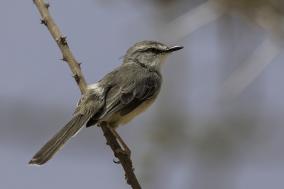 <i class='fa fa-user'></i> Paul van Giersbergen |   Bleke Prinia  <i class='fa fa-eye'> 149</i>  <i class='fa fa-thumbs-up'> 1</i>   <i class='fa fa-comment-o'> 1</i>