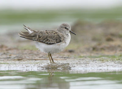 <i class='fa fa-user'></i> henkdikkers |   Temmincks Strandloper  <i class='fa fa-eye'> 227</i>  <i class='fa fa-thumbs-up'> 15</i>   <i class='fa fa-comment-o'> 8</i>