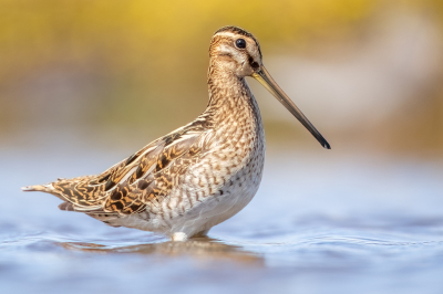 <i class='fa fa-user'></i> jvbeilen |   Watersnip  <i class='fa fa-eye'> 274</i>  <i class='fa fa-thumbs-up'> 12</i>   <i class='fa fa-comment-o'> 11</i>