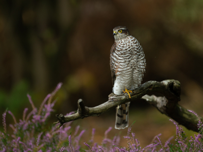 <i class='fa fa-user'></i> anevanrees |   Sperwer  <i class='fa fa-eye'> 354</i>  <i class='fa fa-thumbs-up'> 17</i>   <i class='fa fa-comment-o'> 15</i>