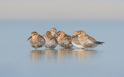 <i class='fa fa-user'></i> Hans Overduin |   Bonte Strandloper  <i class='fa fa-eye'> 403</i>  <i class='fa fa-thumbs-up'> 29</i>   <i class='fa fa-comment-o'> 19</i>