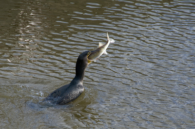 Zomaar in de stadsgracht op een moment dat ik er niet op verdacht was, duikt deze aalscholver op met wat ik denk dat een blei is.