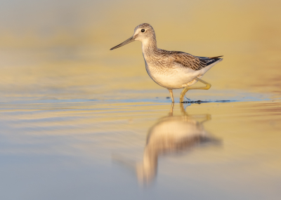 <i class='fa fa-user'></i> Katoo |   Groenpootruiter  <i class='fa fa-eye'> 428</i>  <i class='fa fa-thumbs-up'> 27</i>   <i class='fa fa-comment-o'> 16</i>