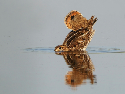 <i class='fa fa-user'></i> corvanspijk |   Watersnip  <i class='fa fa-eye'> 405</i>  <i class='fa fa-thumbs-up'> 17</i>   <i class='fa fa-comment-o'> 6</i>