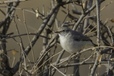 <i class='fa fa-user'></i> Paul van Giersbergen |   Somalische Eremomela  <i class='fa fa-eye'> 129</i>   <i class='fa fa-comment-o'> 1</i>