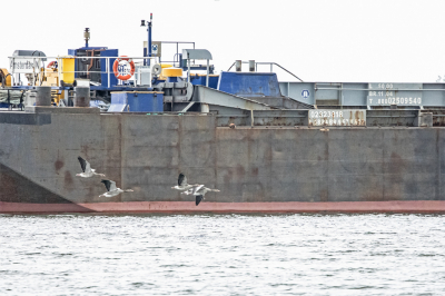 Nog een foto die ik gemaakt had voor de MO 'Groot en klein'. De op zich echt niet zo kleine Grauwe Ganzen zijn toch best klein in verhouding tot deze heel erg grote boot.
(Ik vond het echt een heerlijke MO, met heel veel mogelijkheden.)