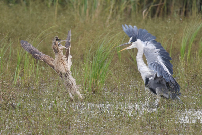 <i class='fa fa-user'></i> Gerard Visser |   Roerdomp  <i class='fa fa-eye'> 503</i>  <i class='fa fa-thumbs-up'> 35</i>   <i class='fa fa-comment-o'> 23</i>