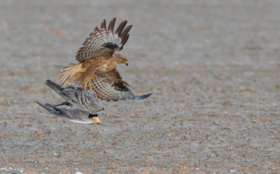 <i class='fa fa-user'></i> Hans Overduin |   Buizerd  <i class='fa fa-eye'> 583</i>  <i class='fa fa-thumbs-up'> 15</i>   <i class='fa fa-comment-o'> 11</i>