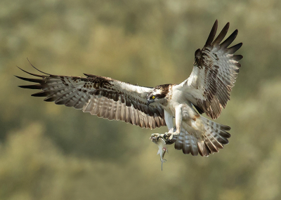 Afgelopen donderdag genoten van deze prachtige roofvogel.