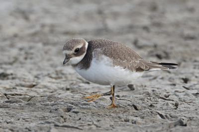 <i class='fa fa-user'></i> Henk Baptist |   Bontbekplevier  <i class='fa fa-eye'> 175</i>  <i class='fa fa-thumbs-up'> 2</i>   <i class='fa fa-comment-o'> 4</i>