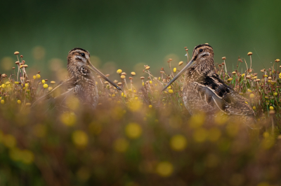 <i class='fa fa-user'></i> Vincent Vuik |   Watersnip  <i class='fa fa-eye'> 323</i>  <i class='fa fa-thumbs-up'> 21</i>   <i class='fa fa-comment-o'> 14</i>
