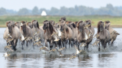 Altijd leuk als de Konik paarden door het water banjeren heb daar een leuke serie van kunnen maken.
Tijdens het fotograferen dacht ik misschien is het ook leuk om te focussen op de weg vliegende goudplevieren.
Komt er even later een stel aan die vraagt heb je de morinel plevier ook gezien ik zeg nee, zat ie tussen de goudplevieren? 
ja daar zat ie tussen maar onderhand is alles op de wieken geweest en we hebben hem niet meer kunnen localiseren.
ik zeg ik heb nog een leuke van opvliegende goudplevieren met de koniks op de achtergrond wie weet zit ie er tussen.. ik opzoeken en wat denk je, ja hoor hij zat ertussen.  
zo zie je maar toeval bestaat echt.