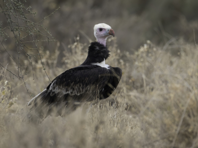 <i class='fa fa-user'></i> Paul van Giersbergen |   Witkopgier  <i class='fa fa-eye'> 191</i>  <i class='fa fa-thumbs-up'> 4</i>   <i class='fa fa-comment-o'> 3</i>