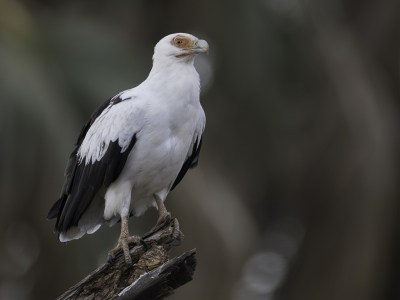 <i class='fa fa-user'></i> Paul van Giersbergen |   Palmgier  <i class='fa fa-eye'> 264</i>  <i class='fa fa-thumbs-up'> 15</i>   <i class='fa fa-comment-o'> 5</i>