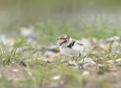 <i class='fa fa-user'></i> henkdikkers |   Kleine Plevier  <i class='fa fa-eye'> 246</i>  <i class='fa fa-thumbs-up'> 13</i>   <i class='fa fa-comment-o'> 11</i>