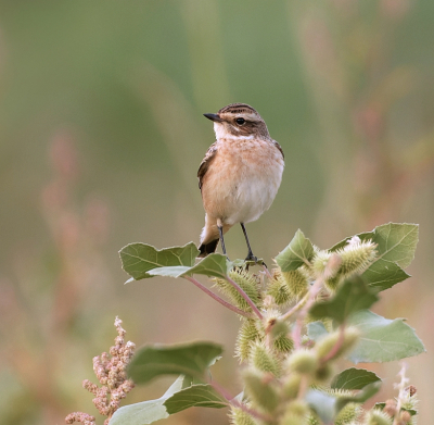 <i class='fa fa-user'></i> Leo Tukker |   Paapje  <i class='fa fa-eye'> 282</i>  <i class='fa fa-thumbs-up'> 14</i>   <i class='fa fa-comment-o'> 9</i>