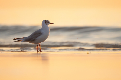 <i class='fa fa-user'></i> Vincent Vuik |   Kokmeeuw  <i class='fa fa-eye'> 255</i>  <i class='fa fa-thumbs-up'> 15</i>   <i class='fa fa-comment-o'> 15</i>