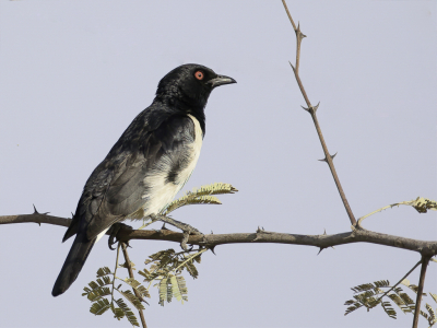 <i class='fa fa-user'></i> Paul van Giersbergen |   Spiegelspreeuw  <i class='fa fa-eye'> 133</i>   <i class='fa fa-comment-o'> 0</i>
