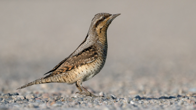 <i class='fa fa-user'></i> Theo Jacobs |   Draaihals  <i class='fa fa-eye'> 423</i>  <i class='fa fa-thumbs-up'> 19</i>   <i class='fa fa-comment-o'> 10</i>