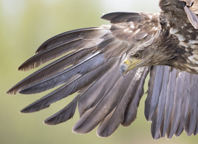 <i class='fa fa-user'></i> natuurflits |   Zeearend  <i class='fa fa-eye'> 416</i>  <i class='fa fa-thumbs-up'> 28</i>   <i class='fa fa-comment-o'> 10</i>