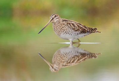 <i class='fa fa-user'></i> Jurgen Maassen |   Watersnip  <i class='fa fa-eye'> 347</i>  <i class='fa fa-thumbs-up'> 24</i>   <i class='fa fa-comment-o'> 9</i>