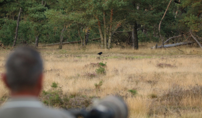 <i class='fa fa-user'></i> Ruben de Bruijn |   Raaf  <i class='fa fa-eye'> 138</i>   <i class='fa fa-comment-o'> 16</i>